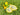 Citron/citrus presser set oppefra