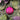 DILF – Ornament
