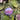 MILF – Ornament