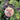 Festlich wie sonst was – Ornament
