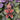 NAUGHTY Pfefferkuchenmann – Ornament