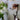 Jack-Russell-Knochen