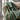Plaid, Quilt Ethnic - Amara-Petrol