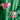 Caramella Candy Cups - Set mit 2 Teilen